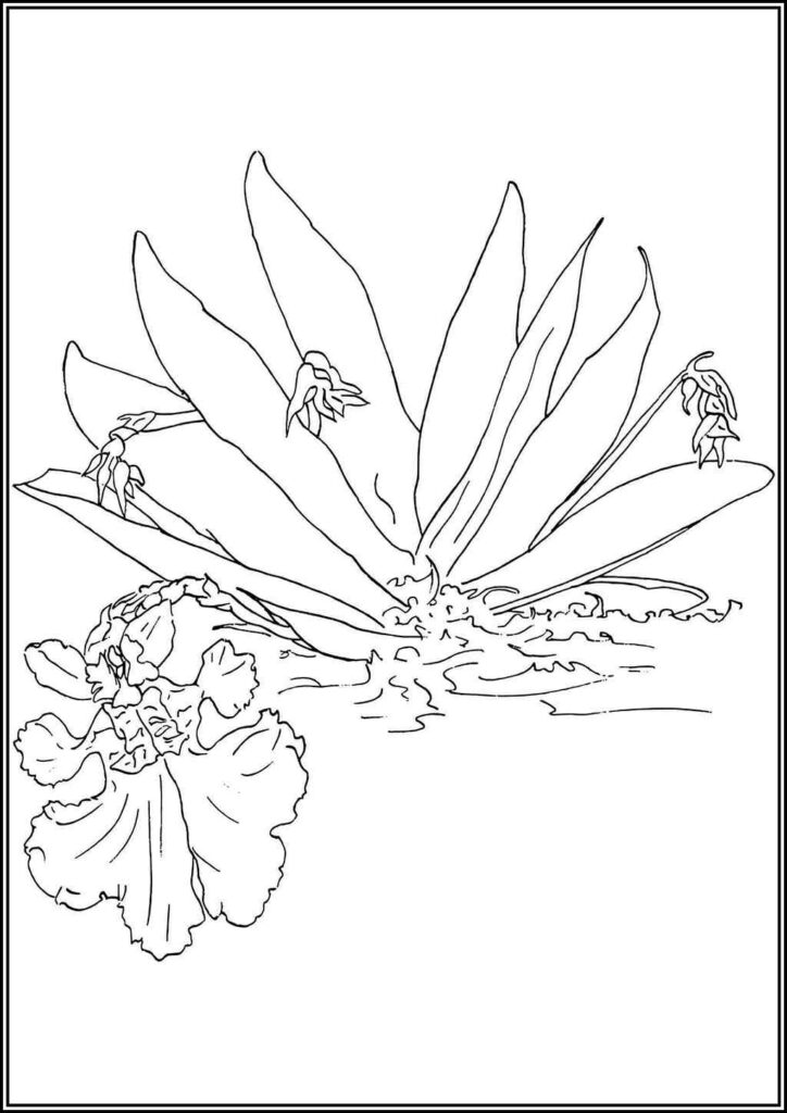 Orchid Coloring Pages Free Printable Pdf - TotalColoring.Com