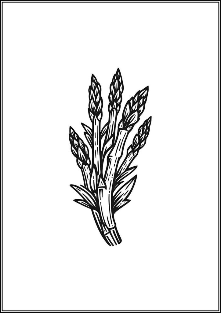 Asparagus Free Printable Coloring - TotalColoring.Com