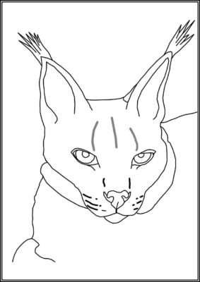 Lynx Face Coloring - TotalColoring.Com