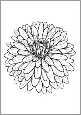 Beautiful Dahlia Flower Coloring - TotalColoring.Com