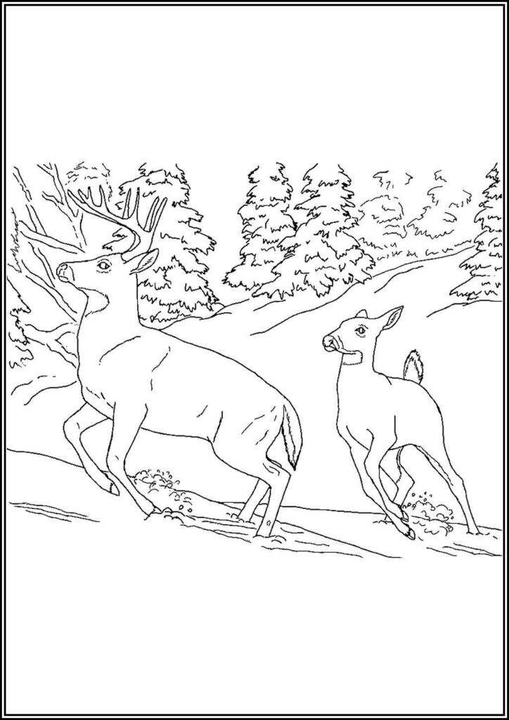 Deer Printable For Kids Coloring - TotalColoring.Com