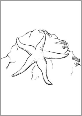 Drawing Of Starfish Coloring - TotalColoring.Com