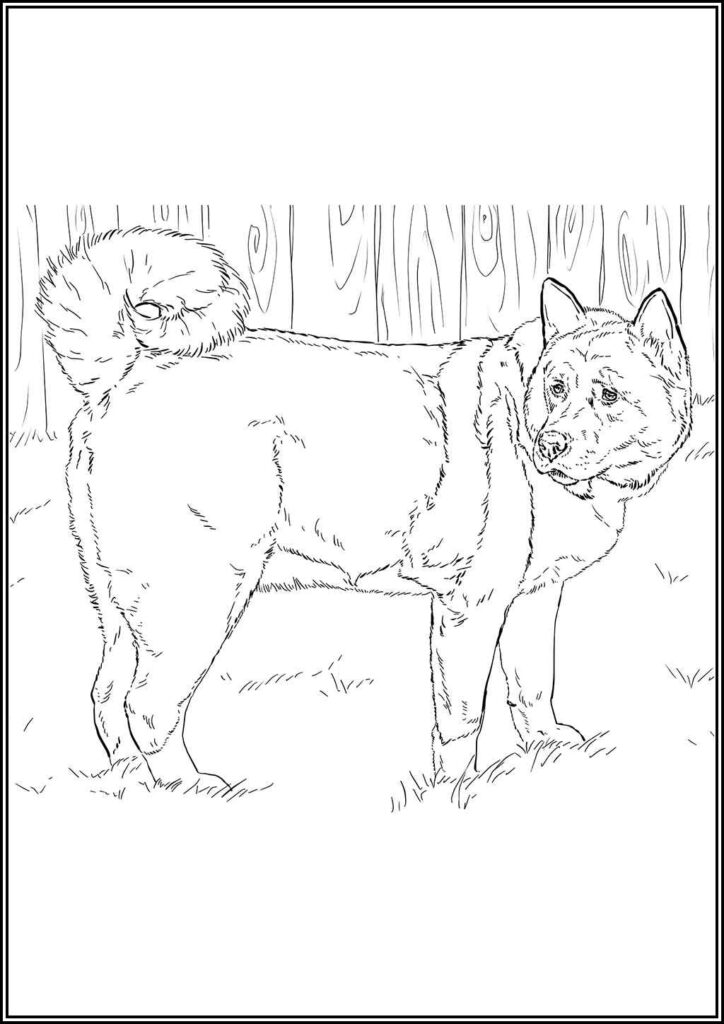 Free Printable American Akita Coloring - TotalColoring.Com