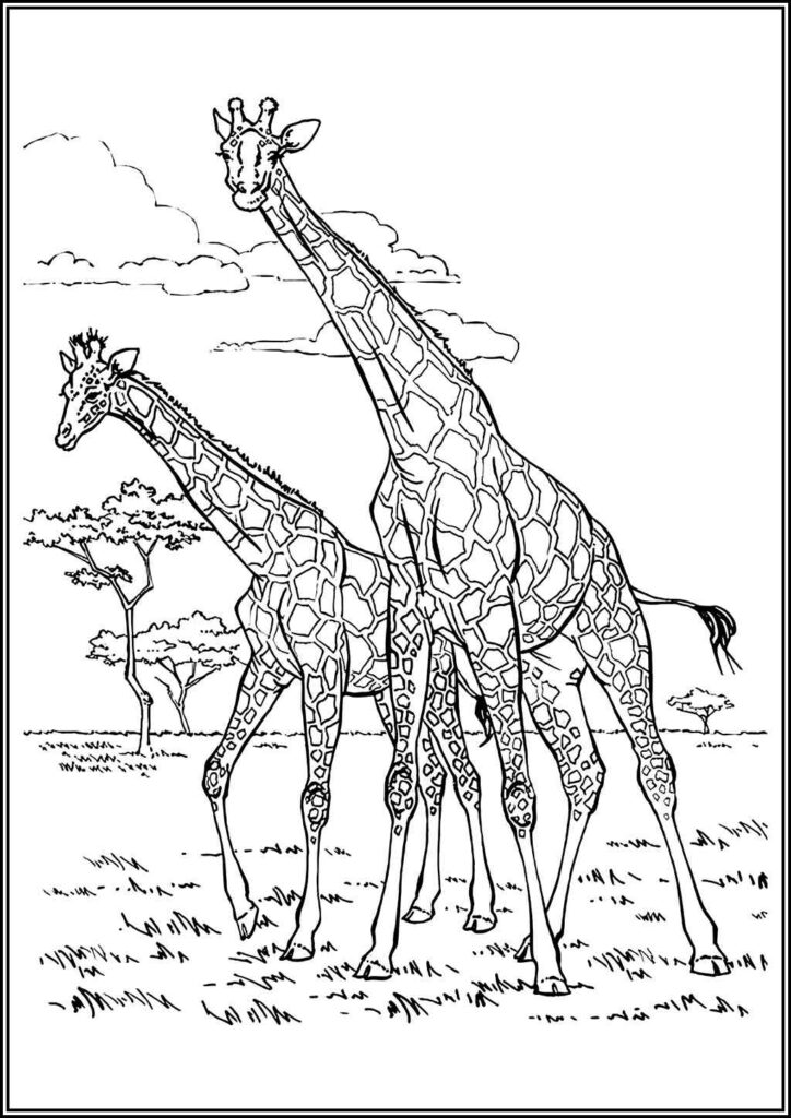 Free Printable Giraffes Coloring - TotalColoring.Com