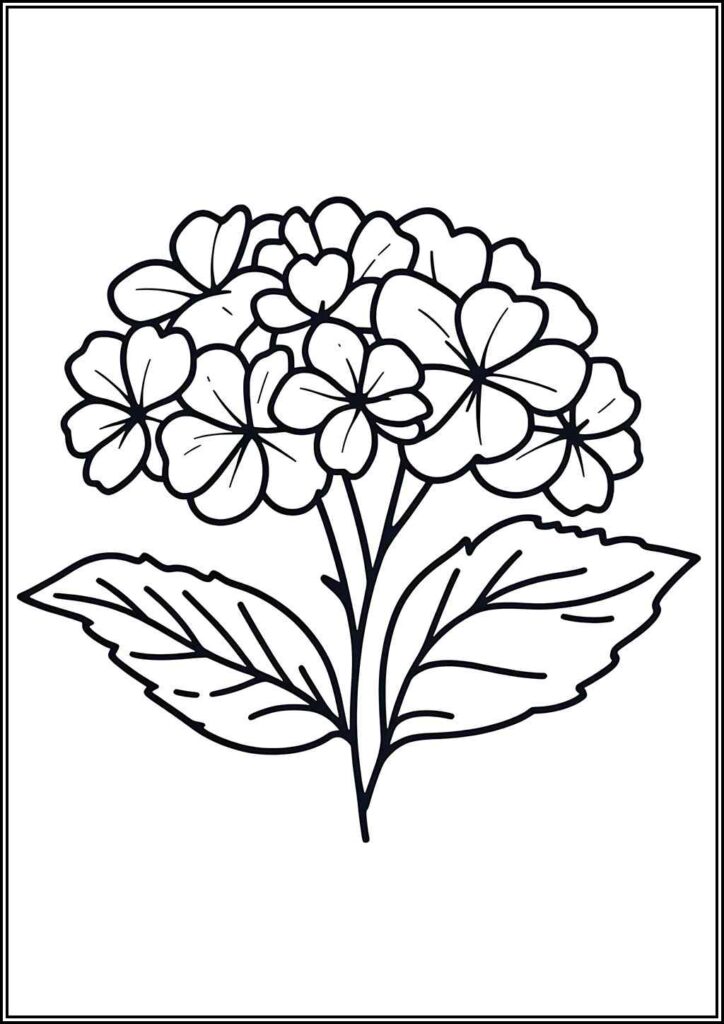 Print Hydrangea Flower Coloring - TotalColoring.Com