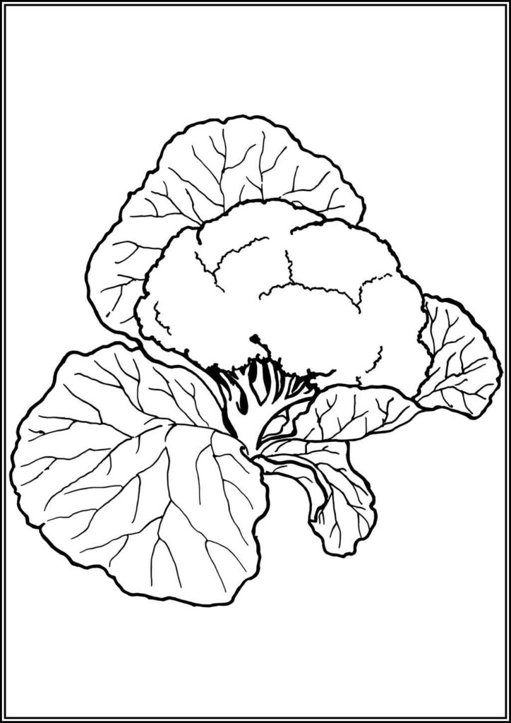 Printable Cauliflower Coloring - TotalColoring.Com